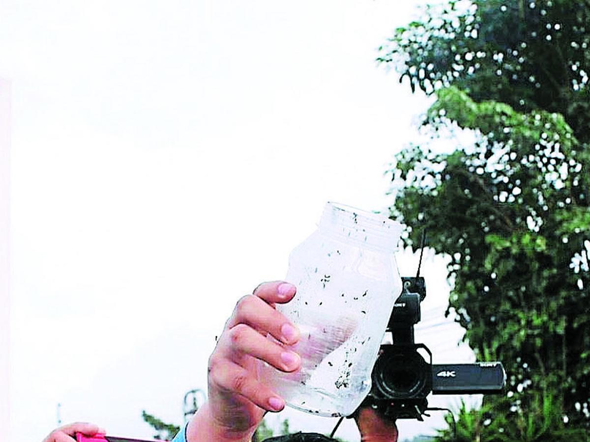 Tegucigalpa: liberarán mosquitos con Wolbachia