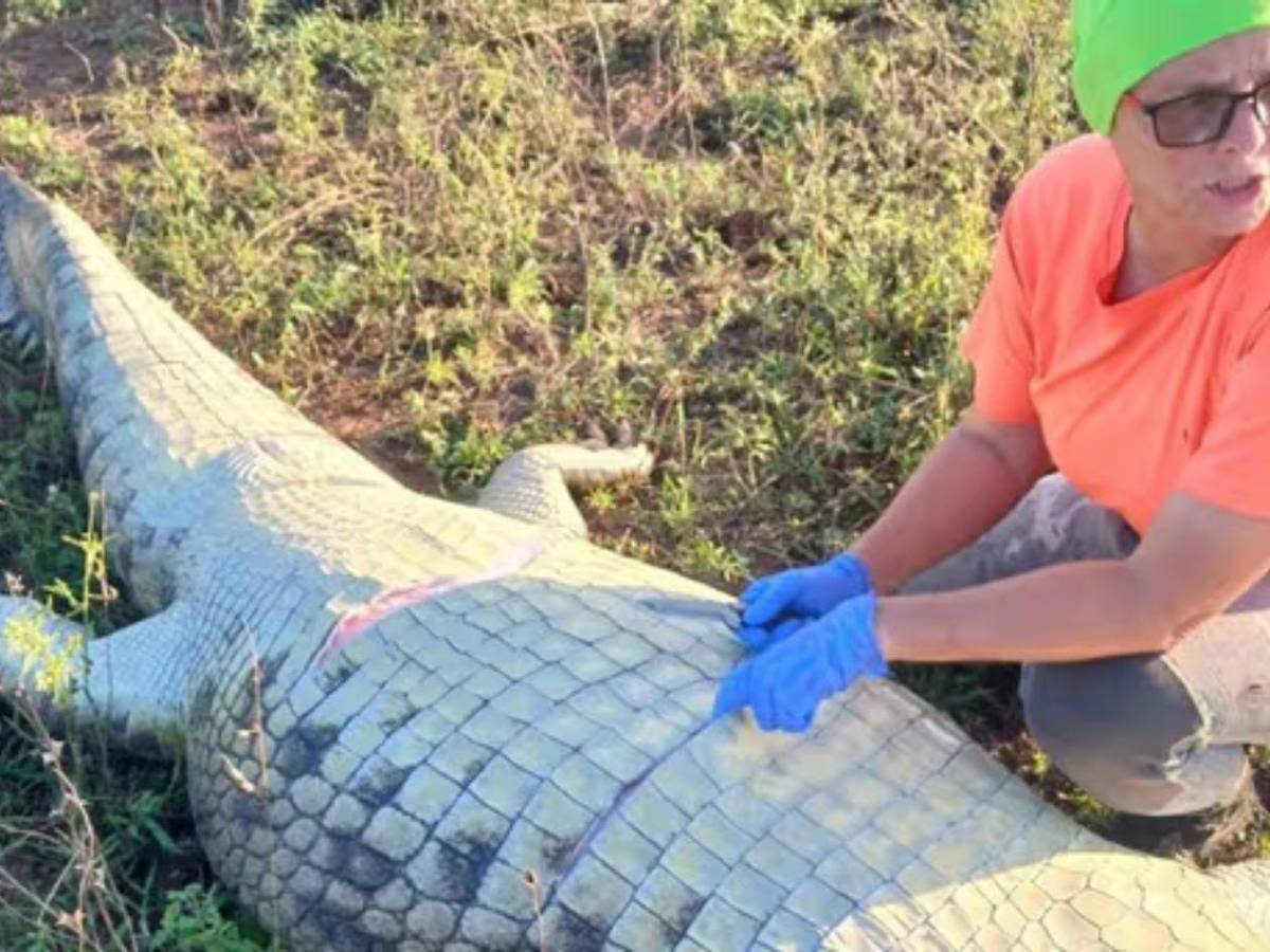 Así localizaron al cocodrilo que se había tragado al empresario Gabriel Batista