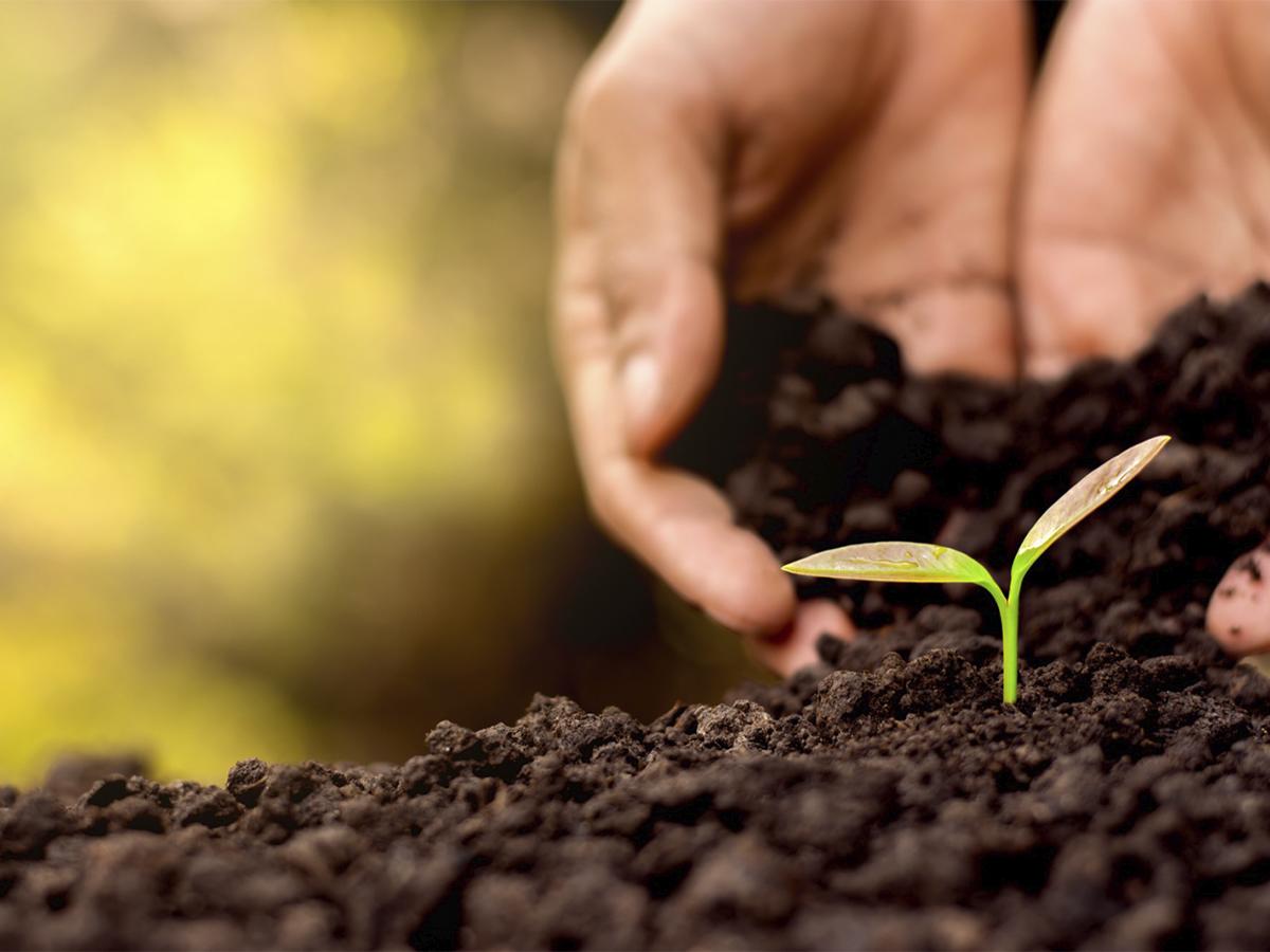 Comunicado: Caña de azúcar, un pulmón importante para Honduras