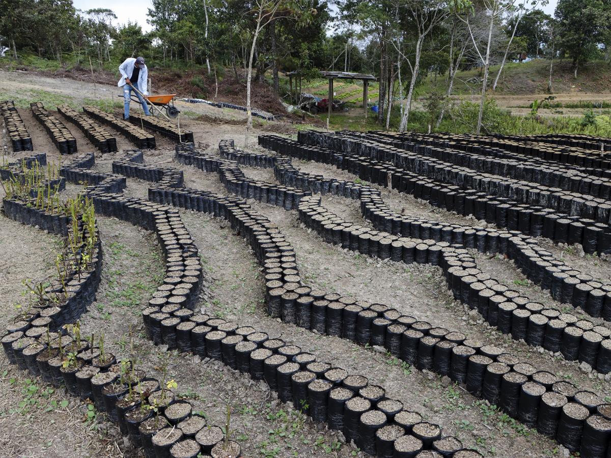 Conozca el Banco de Germoplasma, un proyecto prioritario en la gestión del alcalde Roberto Contreras