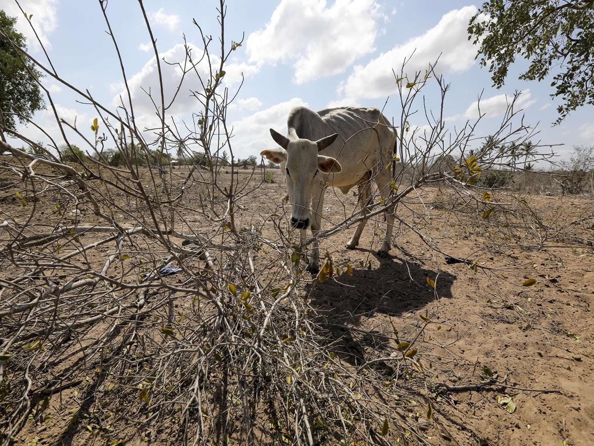 $!La perspectiva de una temporada seca más prolongada supone un problema de dos frentes: por un lado puede agravar la situación del suministro de agua para consumo humano, pero también para riego y producción agrícola. Esto nos lleva al segundo frente: asegurar el suministro de alimentos durante la temporada en la que escasea la lluvia.