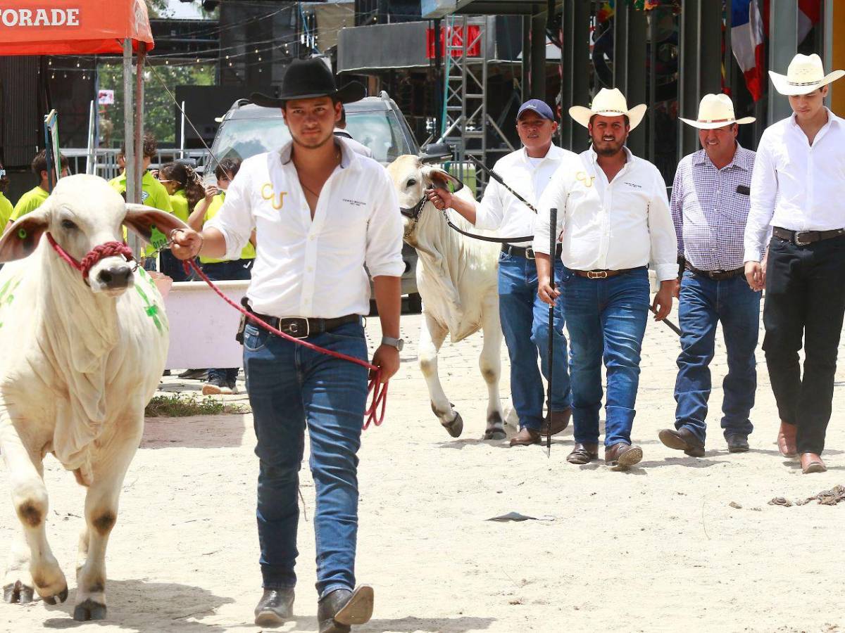 Así disfrutaron del juzgamiento de la raza Brahman en la Expo Agas 2026