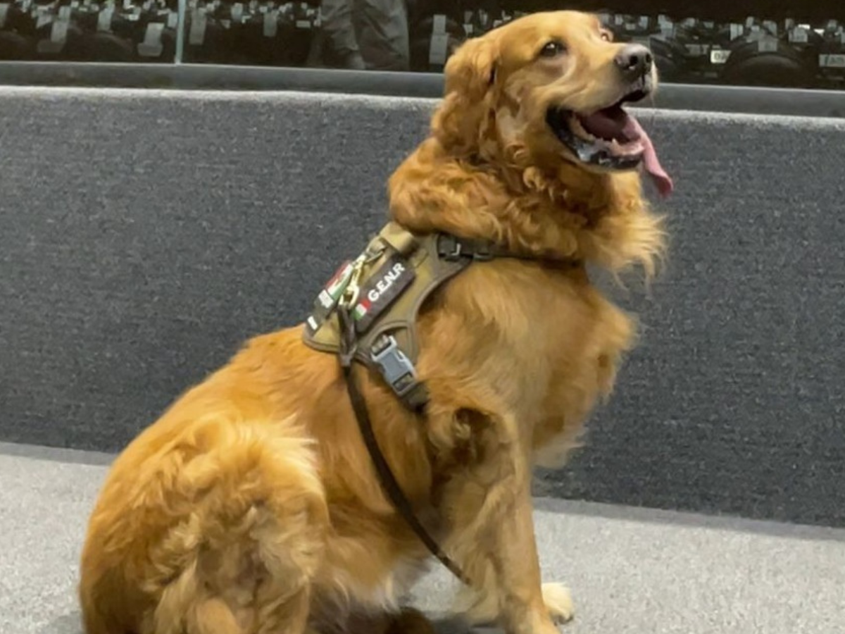 Jubilan a Lucas, el perro antibombas del Congreso de México