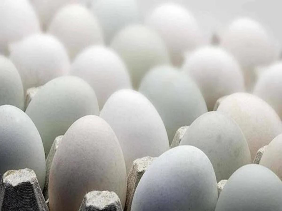 Huevos Blanquitos se producen en una granja tecnificada, siguiendo la trazabilidad de todos los procesos.