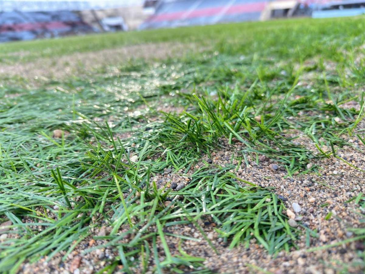 En fotos: los nuevos avances de la nueva grama híbrida del estadio Ceibeño