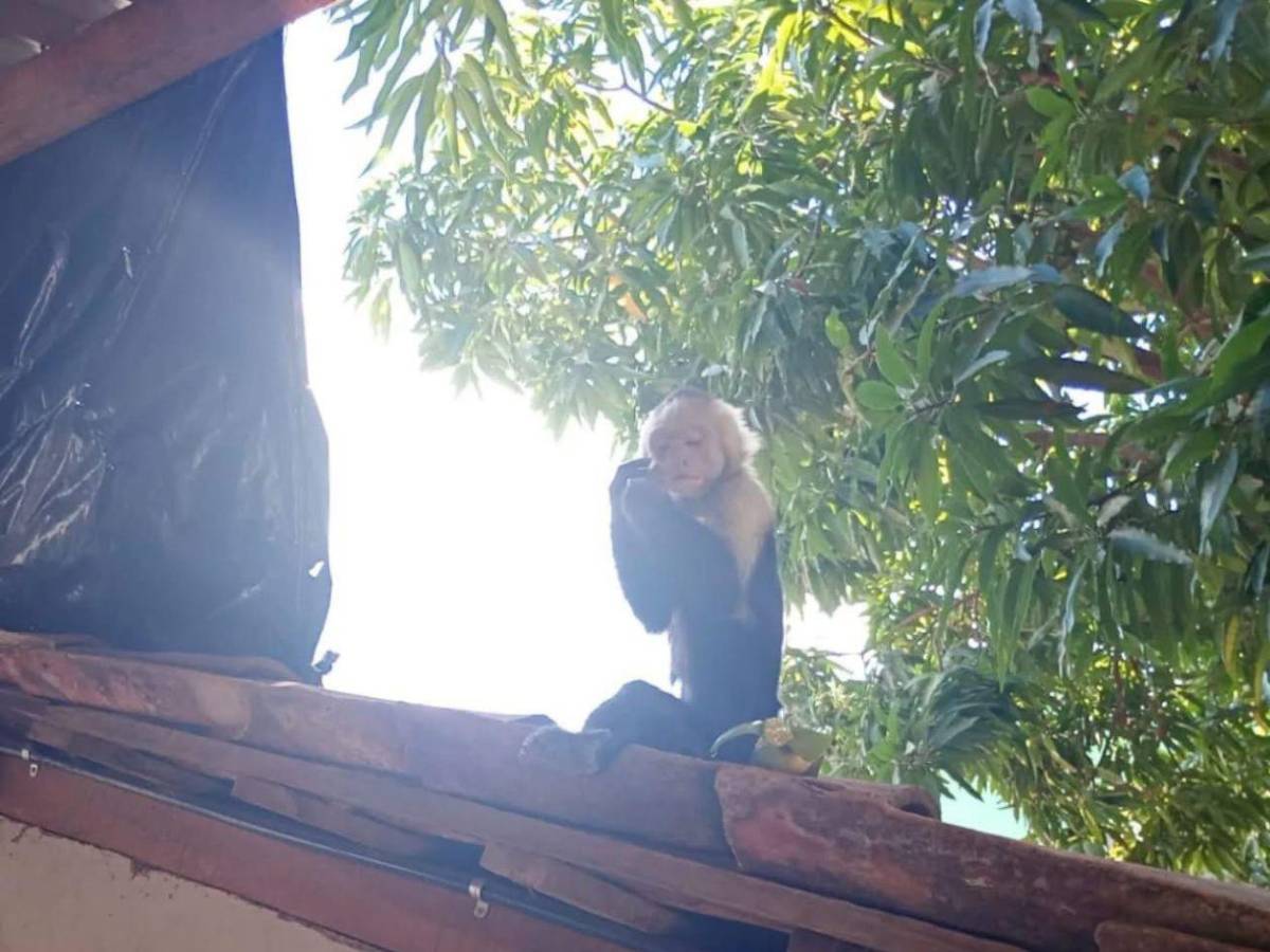 Hondureño halla a mono cepillándose los dientes en su casa