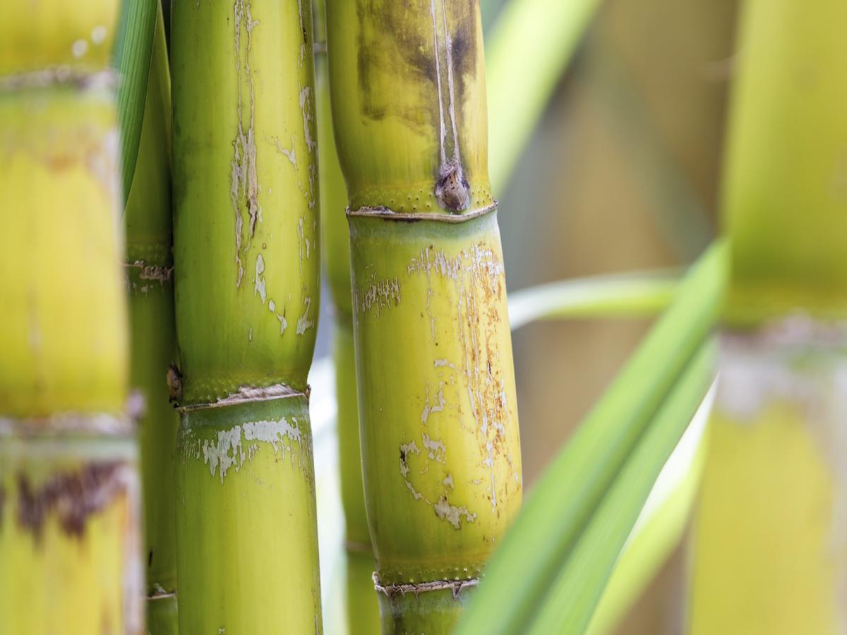La caña de azúcar, principal cultivo de la industria, emerge como un aliado crucial en la lucha por la conservación ambiental.