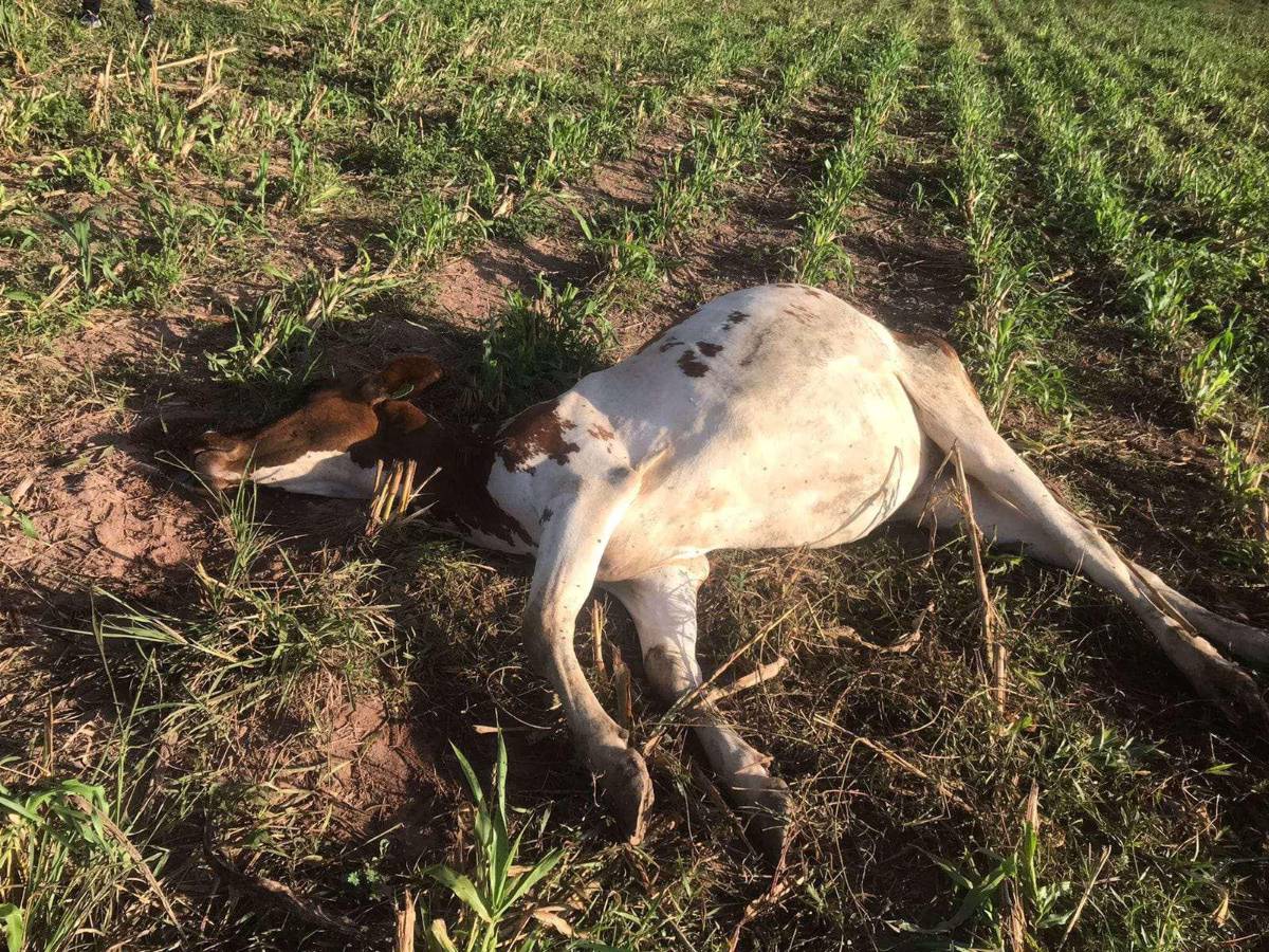 El Curla necesita urgente medicamentos para evitar más muerte de ganado.