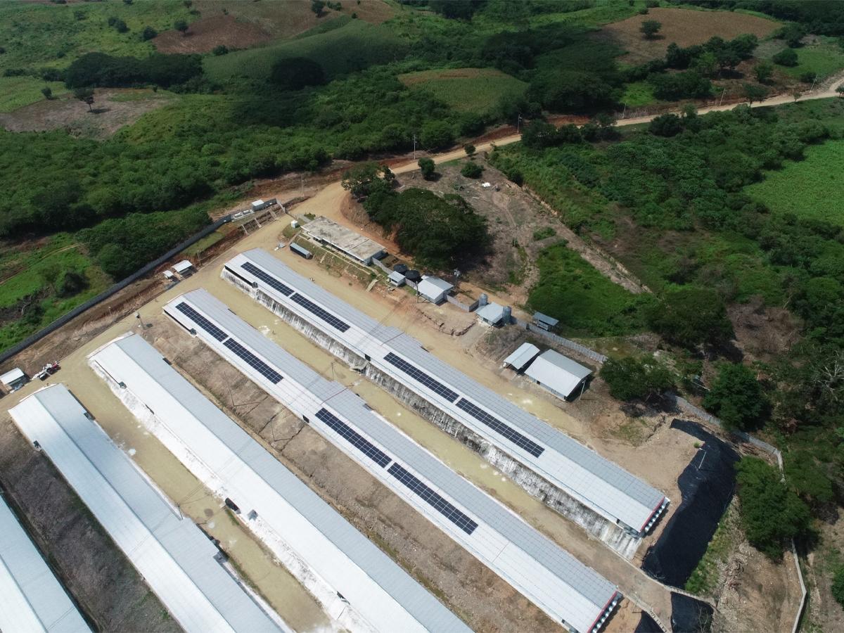 Granja avícola de CMI con paneles solares, lo que garantiza una producción animal sostenible y combatir el cambio climático.