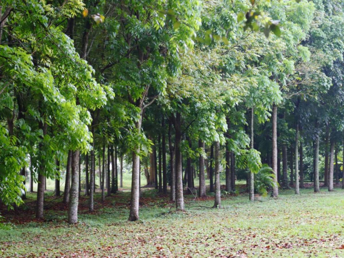 San Pedro Sula tiene su primera Reserva Natural Perpetua