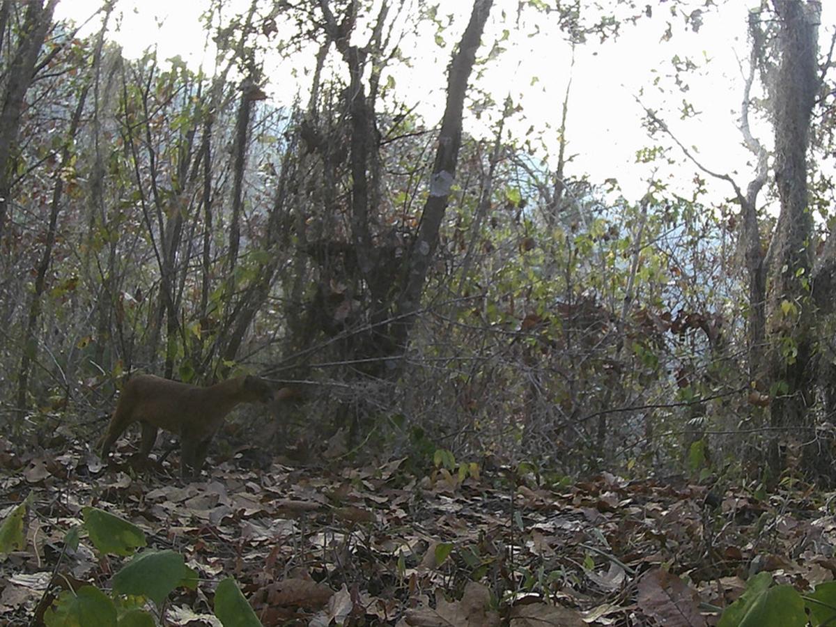 Avistamiento del yaguarundi, también conocido como onza.
