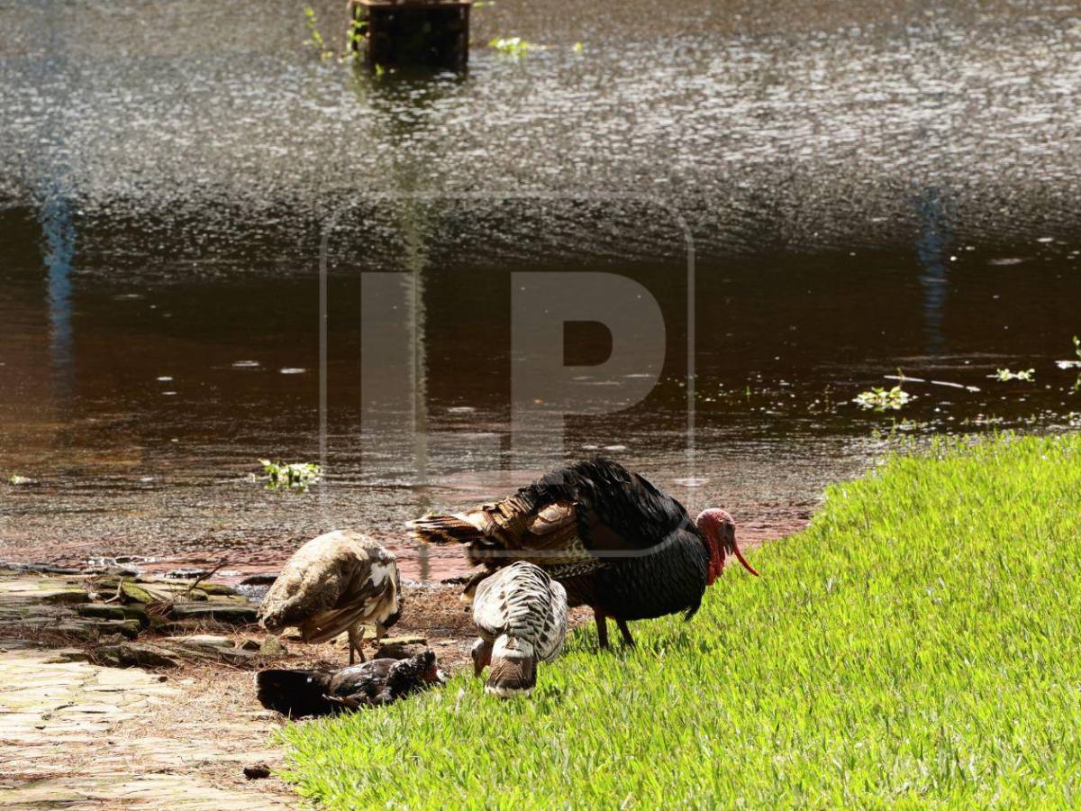 El Lago de Yojoa gana terreno: familias huyen y el agua alcanza zonas turísticas