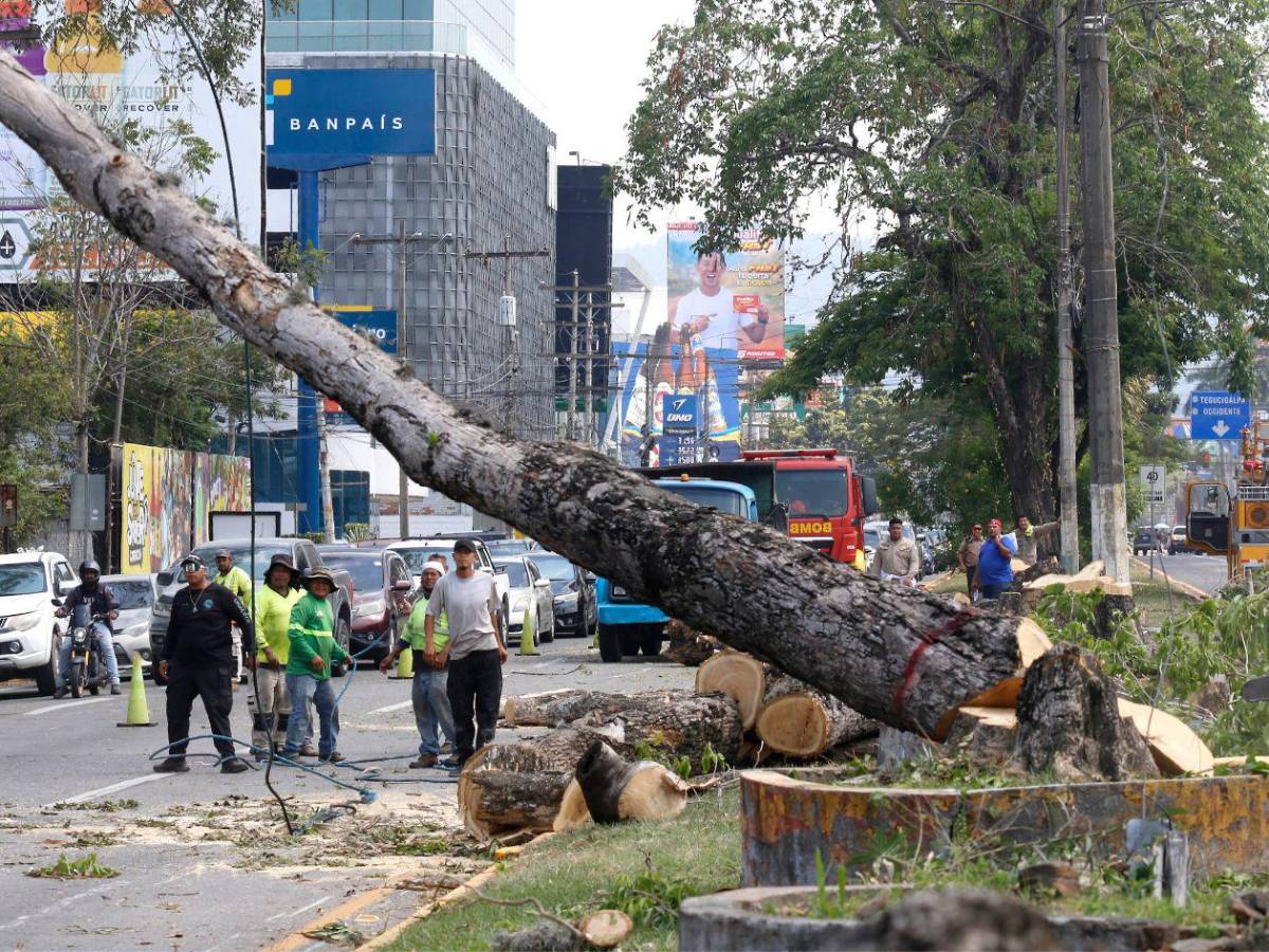 Crimen ambiental en la avenida circunvalación de San Pedro Sula