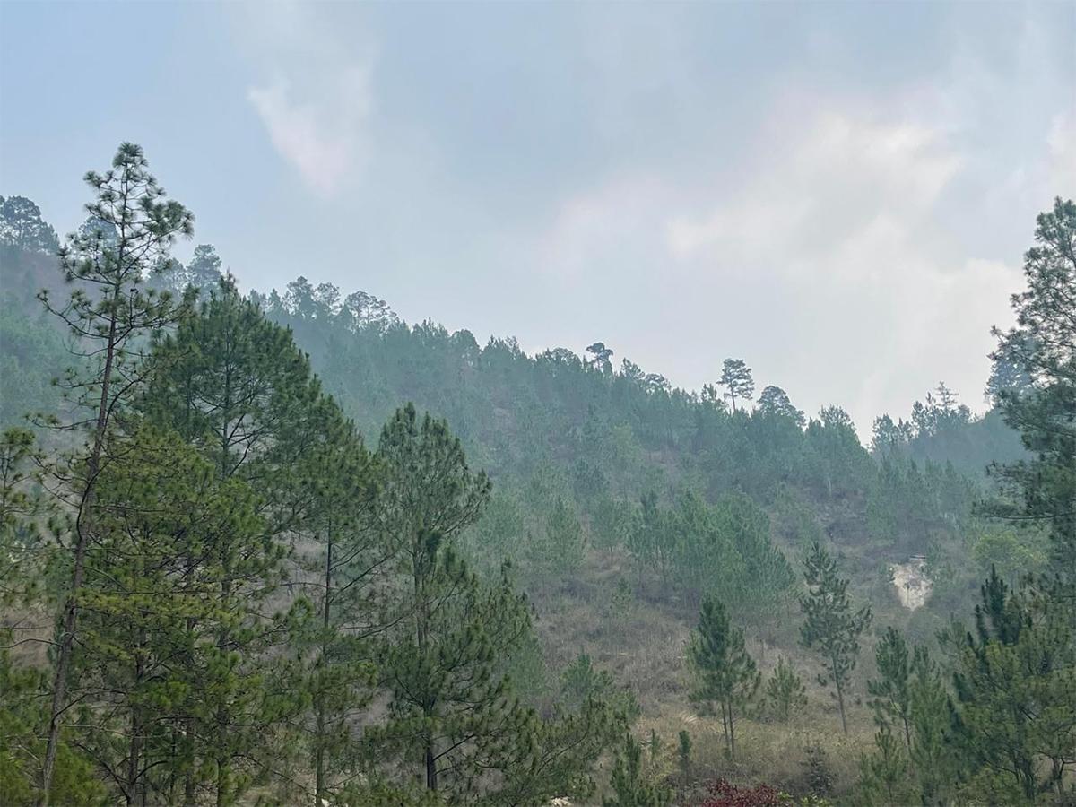 La regeneración natural es clave para lograr la estrategia, tal como sucede con este bosque en Cerro Azul Meámbar.