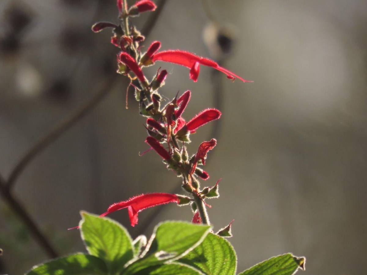 Honduras protege su tesoro natural: impulsa plan para salvar su biodiversidad