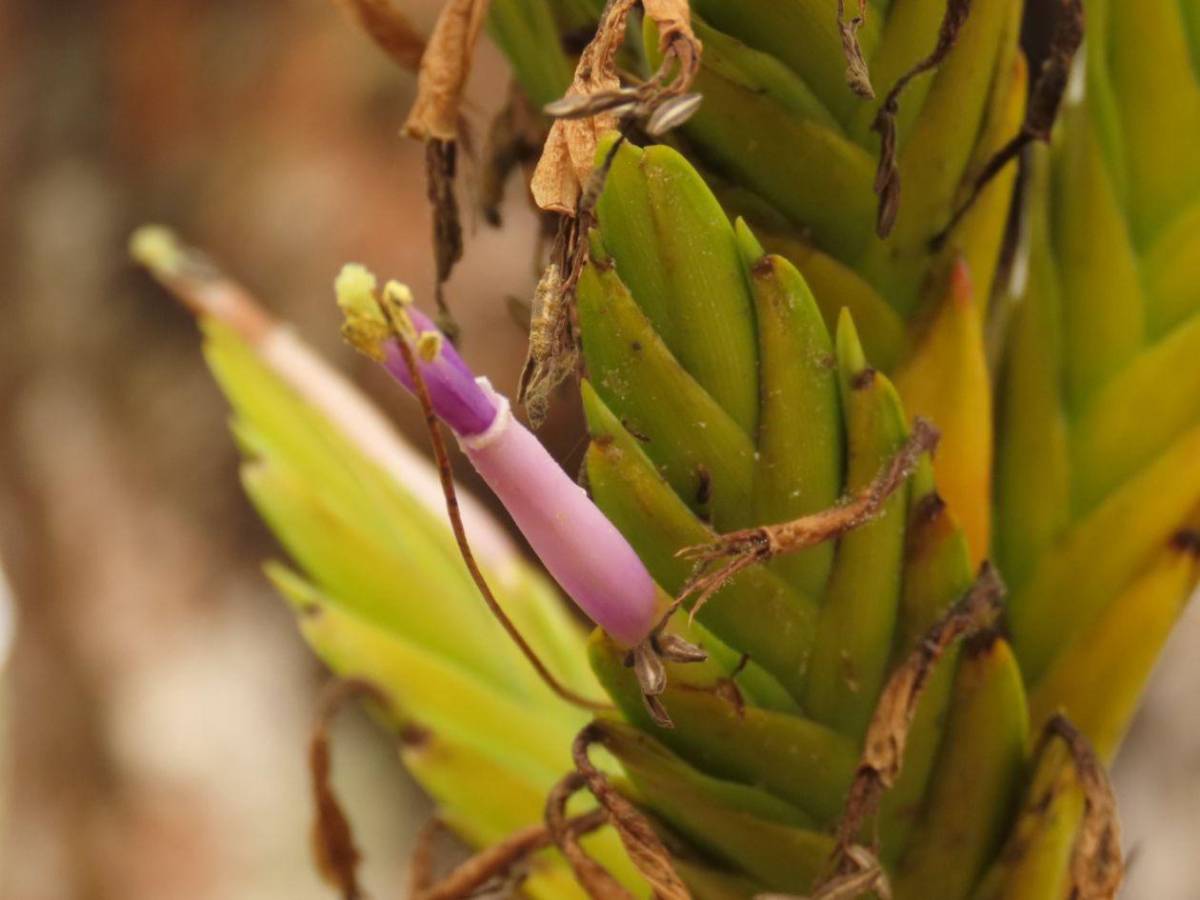 Honduras protege su tesoro natural: impulsa plan para salvar su biodiversidad