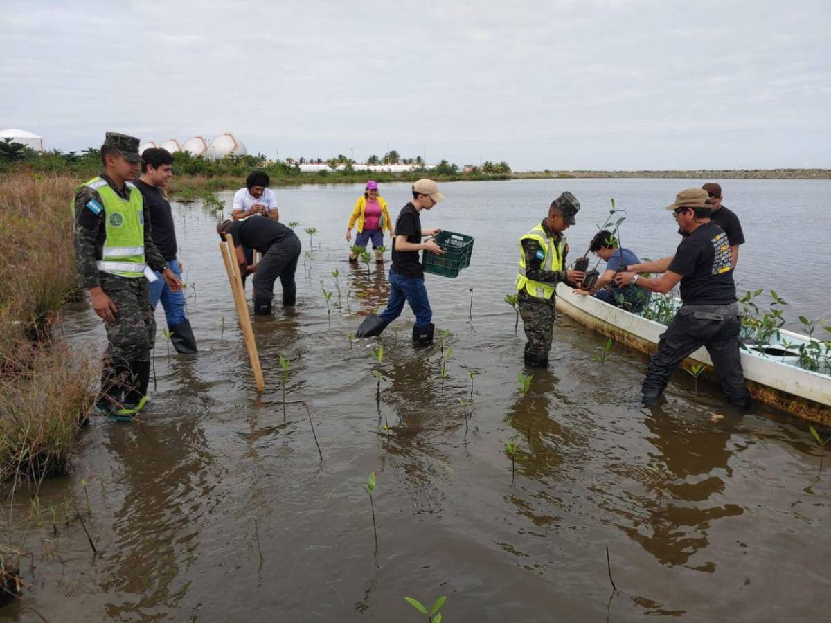 Regresa a la vida la laguna de Centeno con 37,000 mangles en Omoa