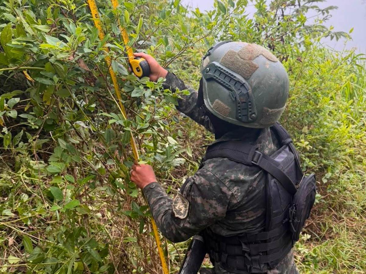 Ejército asegura cuatro plantaciones de coca y marihuana en Yoro