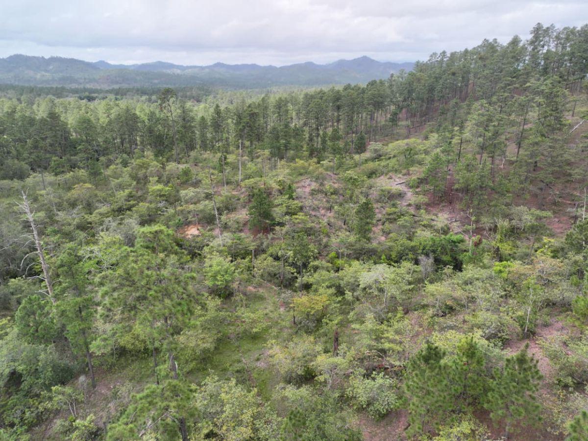 Hallan sin vida y en estado de descomposición a agricultor desaparecido en Olancho
