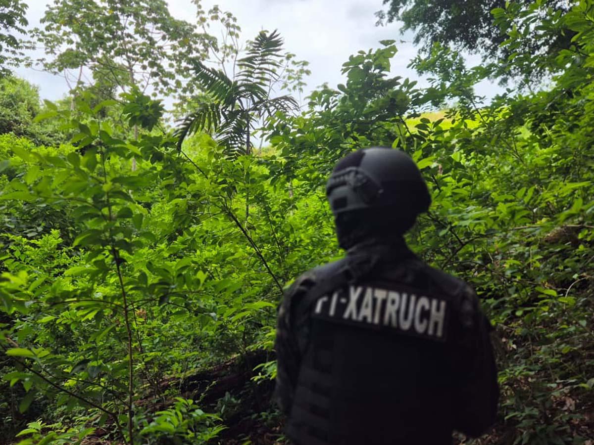 Más de 44,000 arbustos de hoja de coca y dos picaderos son asegurados en Colón