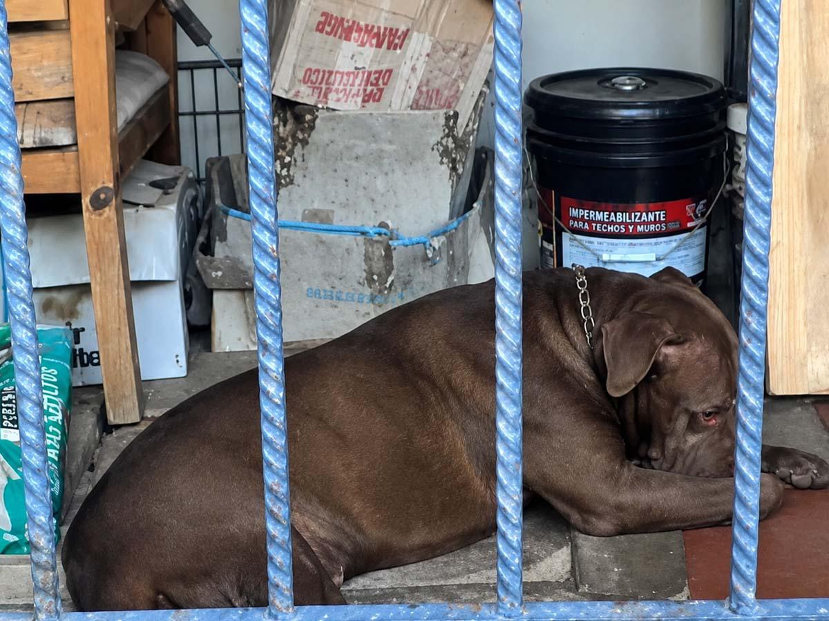 “Se escuchaban los aullidos”: vecinos relatan cómo vivía Zeus, pitbull que mató a su dueño