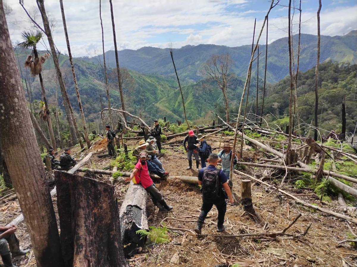 Ganadería está acabando con el bosque del río Cangrejal