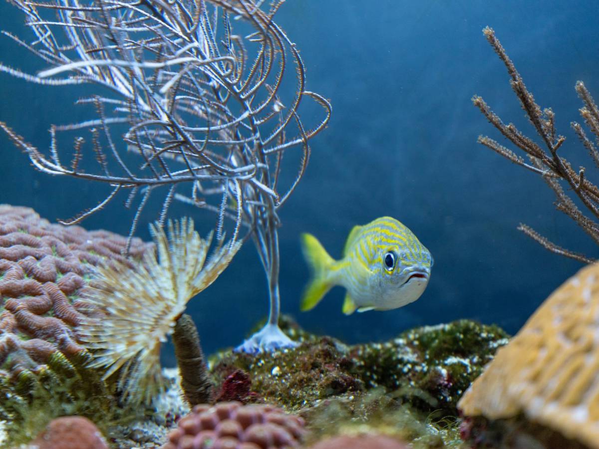 Descubre los paraísos del Caribe que te esperan esta Semana Santa 2026