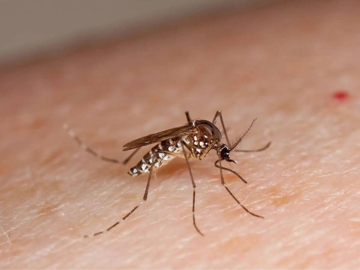 San Pedro Sula vacunará contra el dengue a más de 5,000 menores de 6 a 16 años