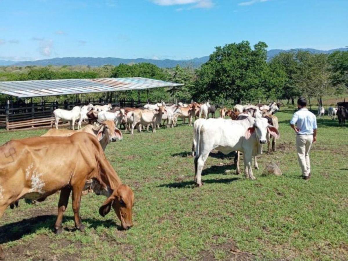 ¿Qué es la miasis y cómo puede causar la muerte?