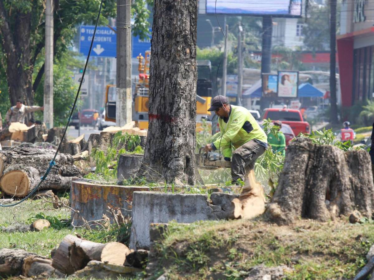 Crimen ambiental en la avenida circunvalación de San Pedro Sula