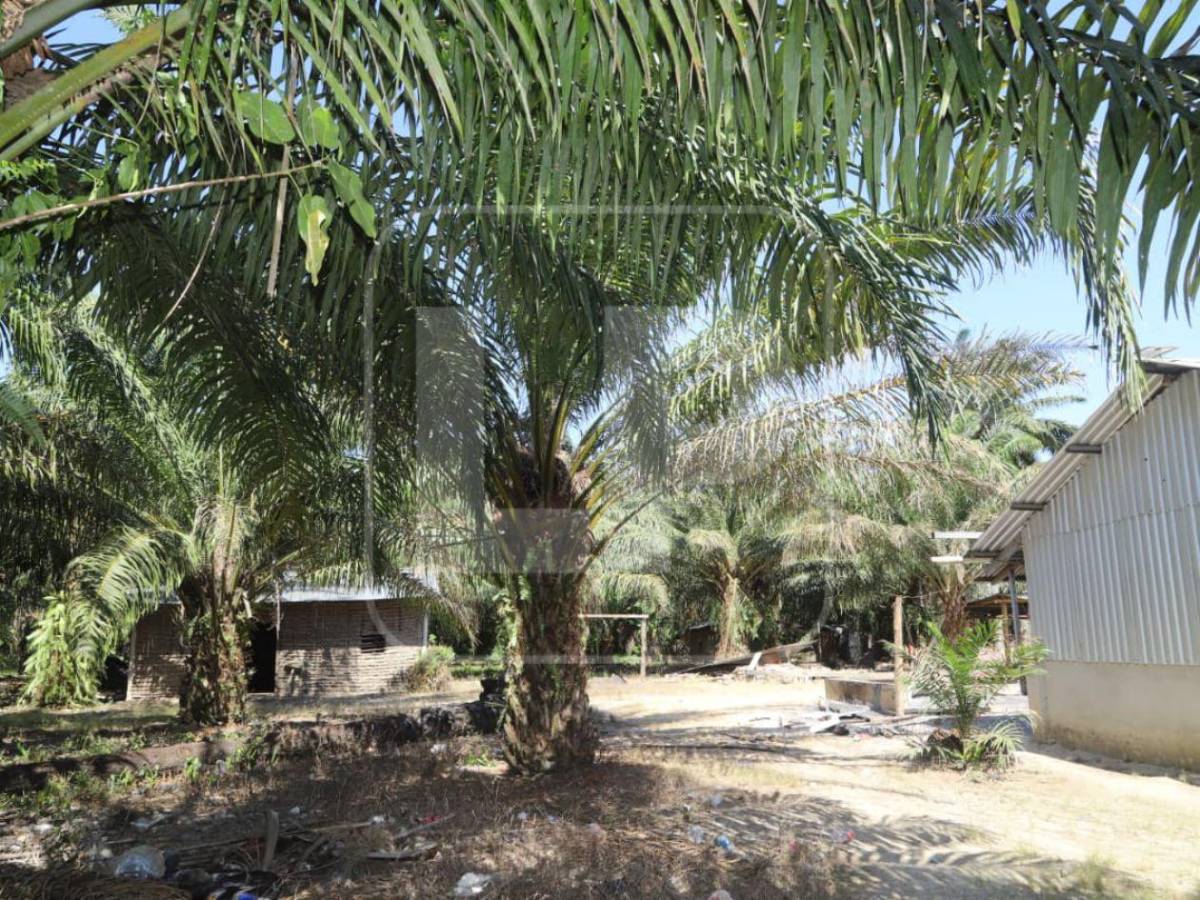 Matanza en la finca Paso Aguán: exclusivas fotos de la escena del crimen
