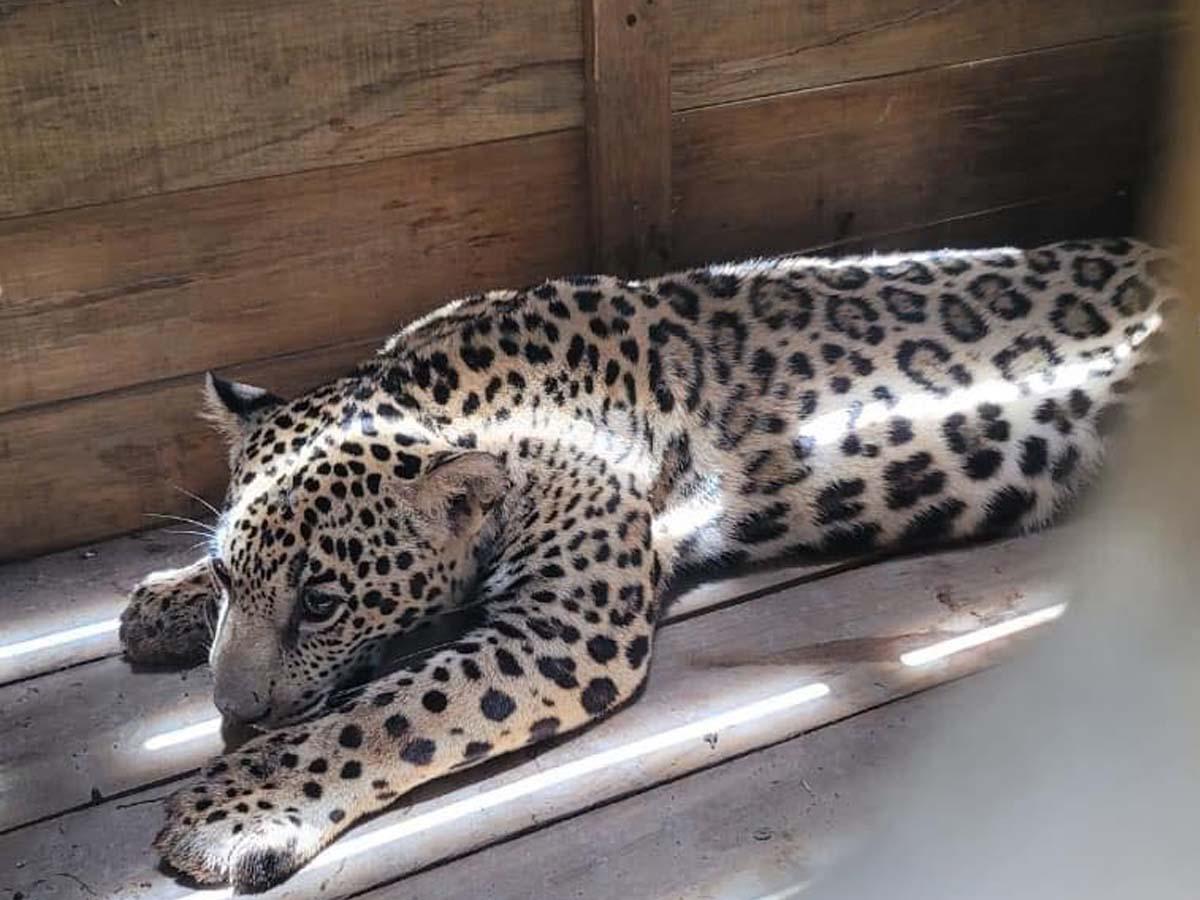 Un jaguar, un mono y una pitón tenía como mascotas hondureño detenido en Olancho