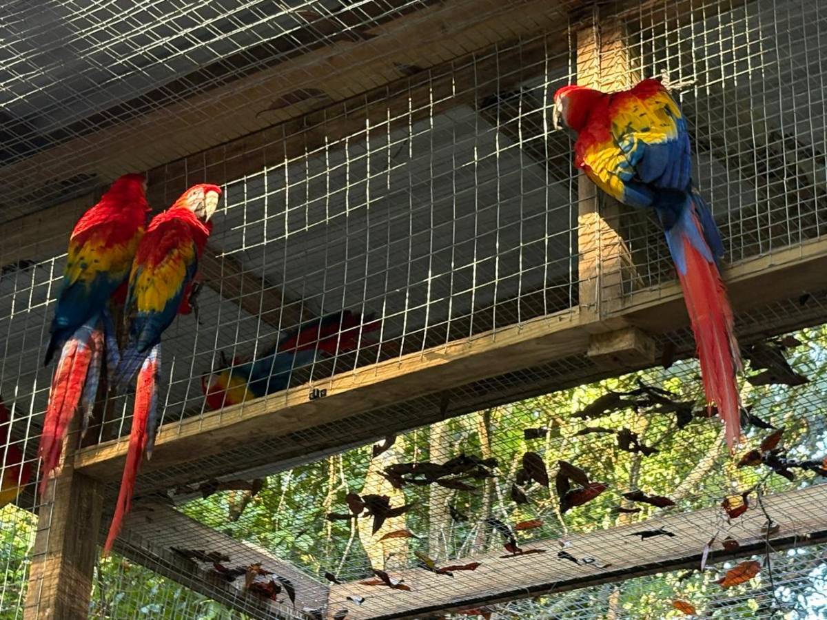 Llevan 16 guacamayas a la cuenca del río Cangrejal para ser liberadas
