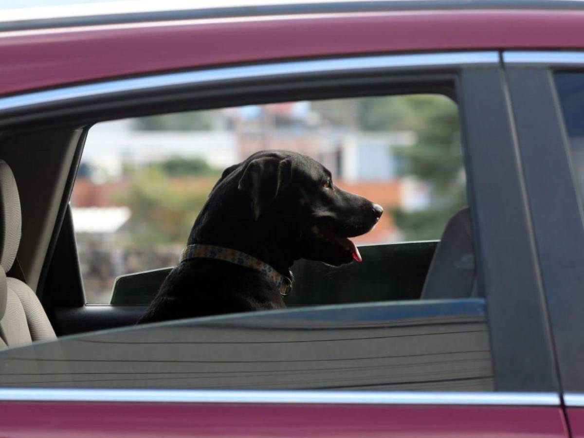 Fervor: Miles acompañan peregrinación de la Virgen de Suyapa en Tegucigalpa