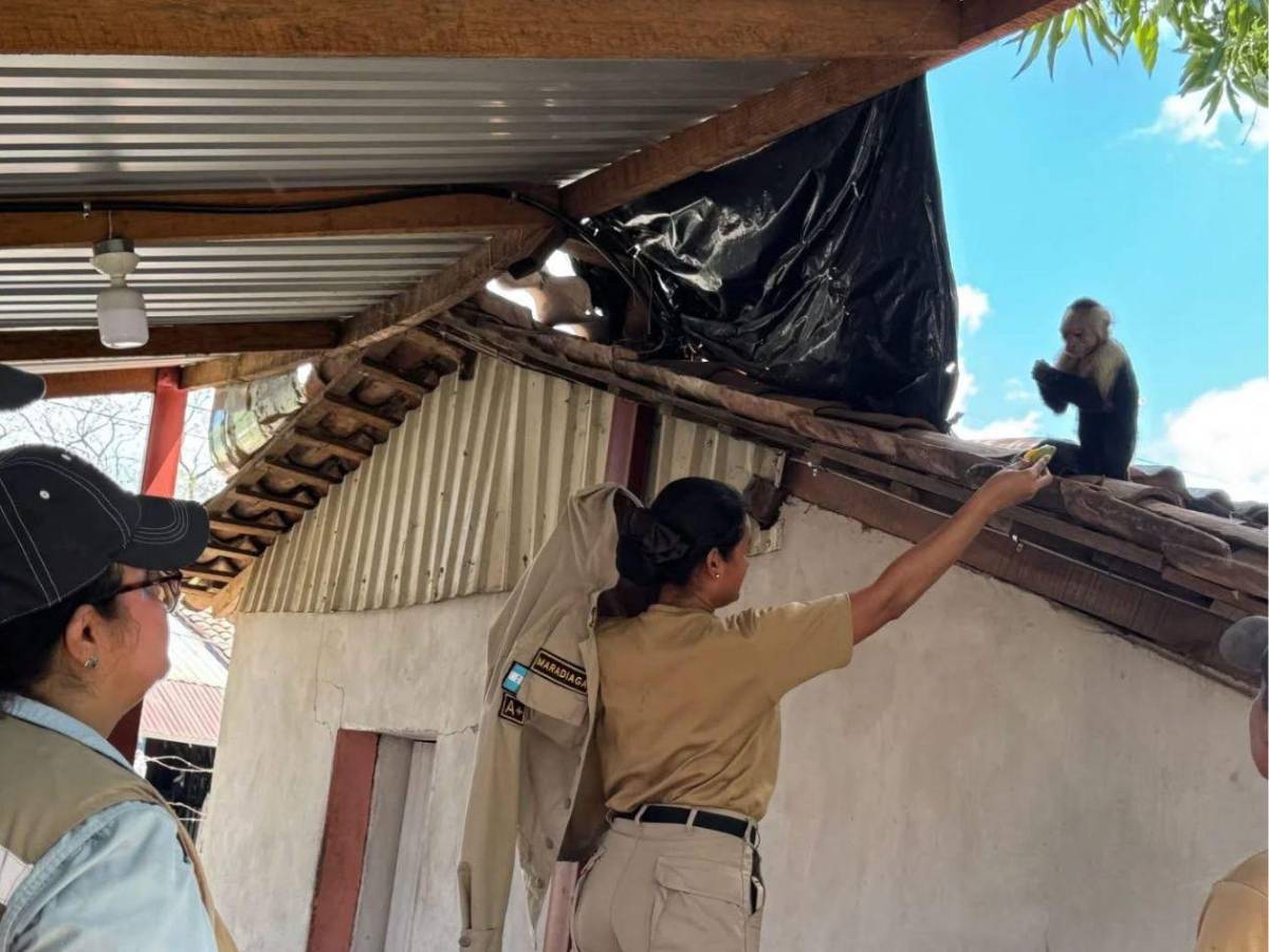 Hondureño halla a mono cepillándose los dientes en su casa