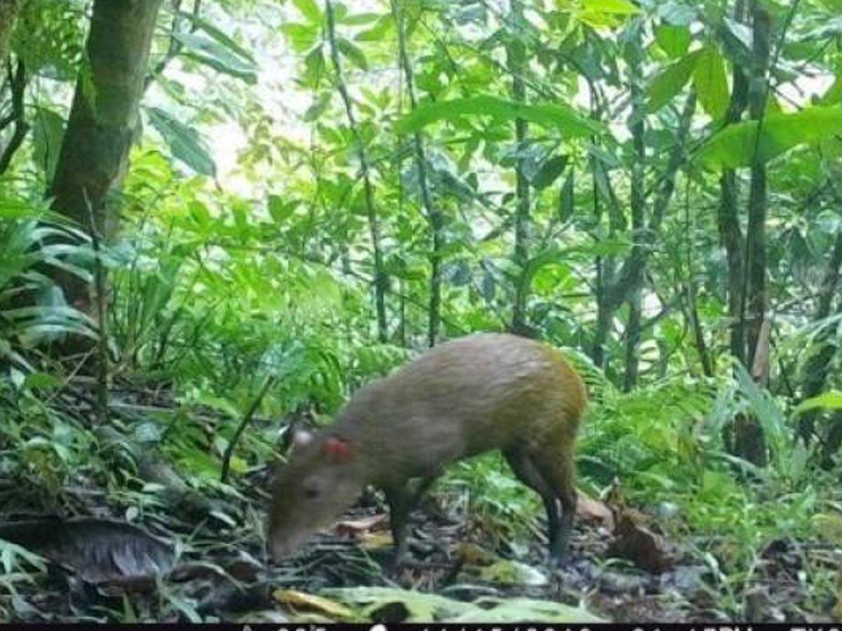 Honduras y Reino Unido firman memorándum de cooperación
