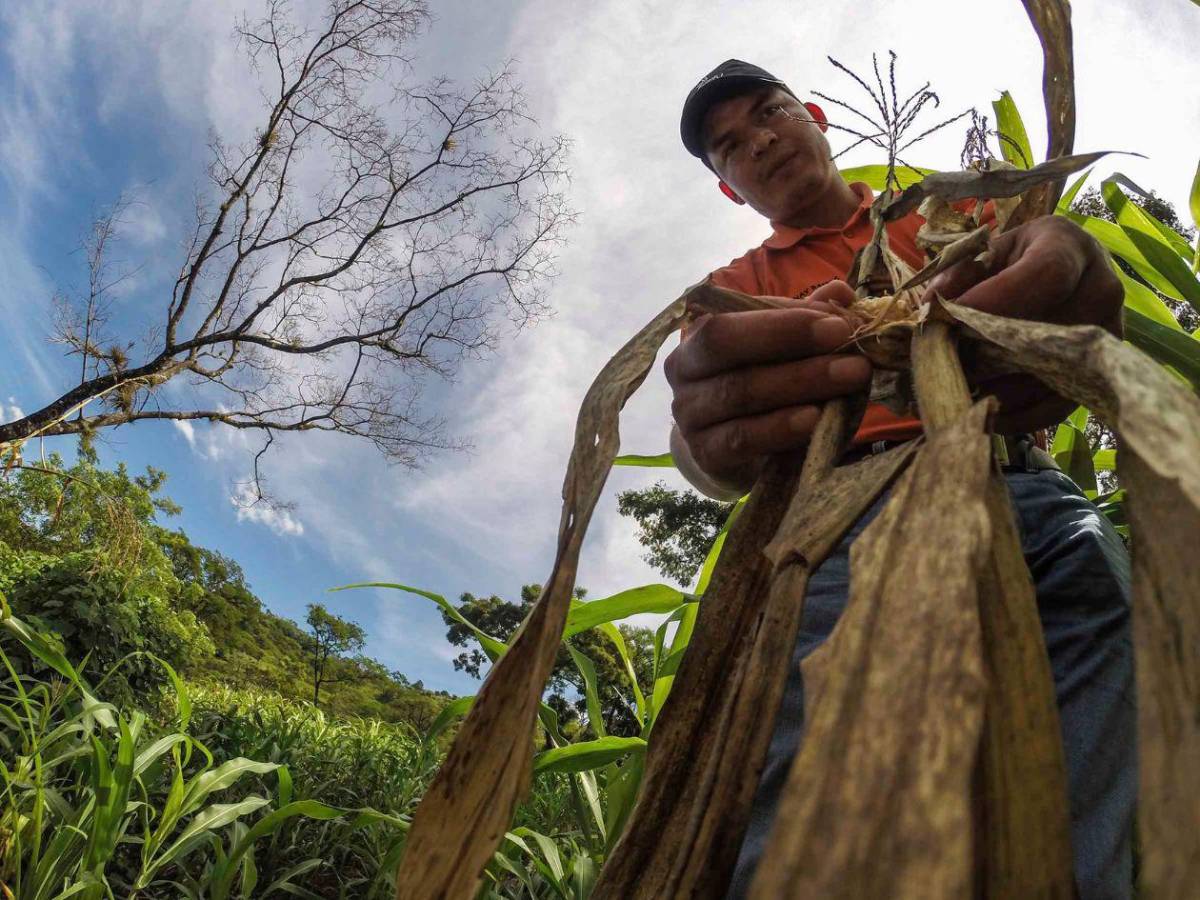Alimentos, agua y salud: así será distribuida la ayuda para 762,000 hondureños