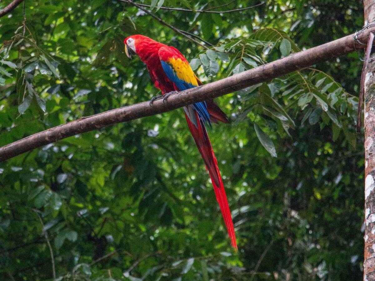 ¡Vuelen alto! Diez hermosas guacamayas vuelven a la vida silvestre en La Ceiba