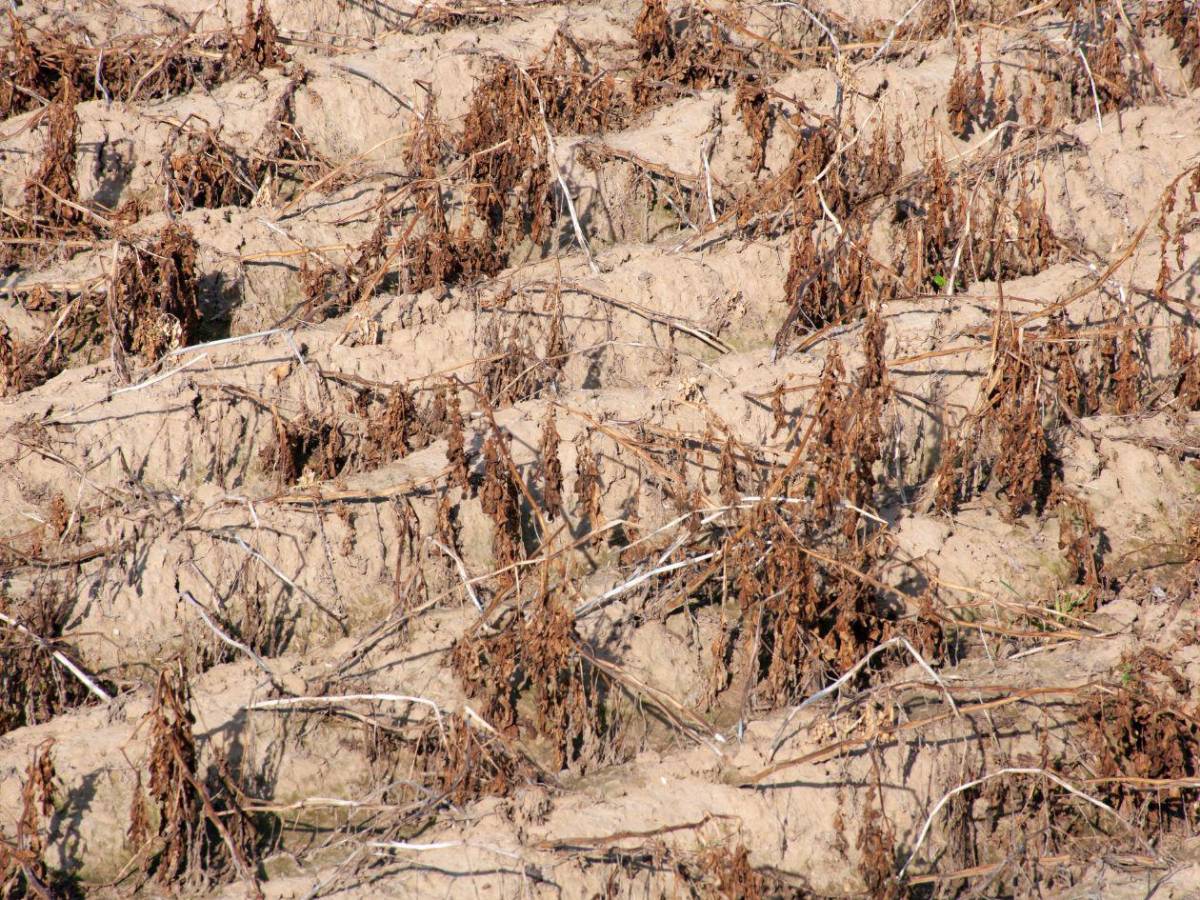 Fenómeno de El Niño ya se formó: NOAA advierte que se fortalecerá