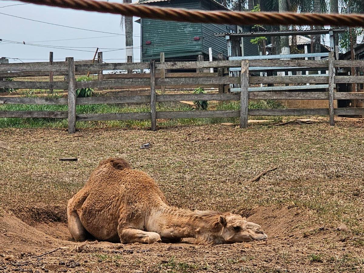 La alcaldía de Santa Cruz de Yojoa solicita tutelar Joya Grande