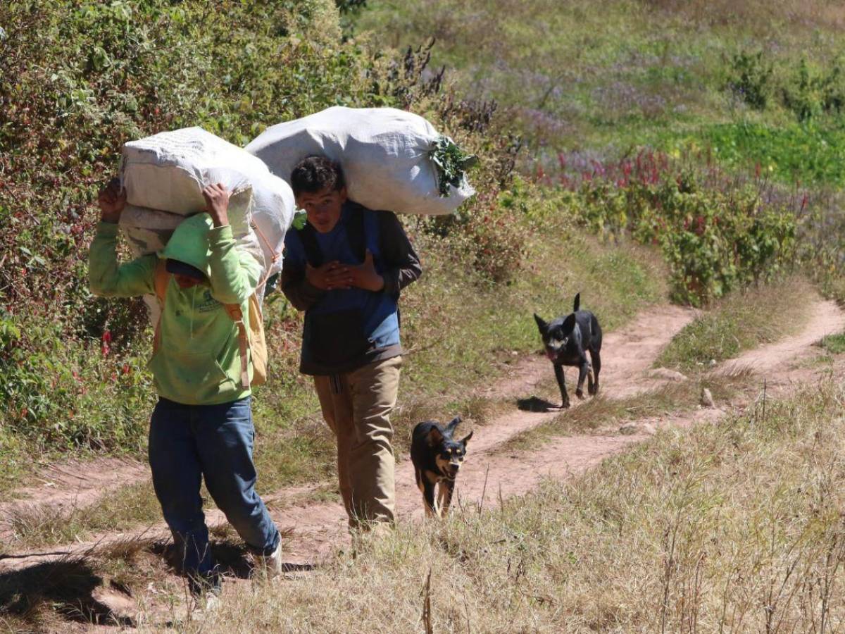 Bajo sol o la lluvia: el “motor laboral” de Honduras hace el trabajo pesado