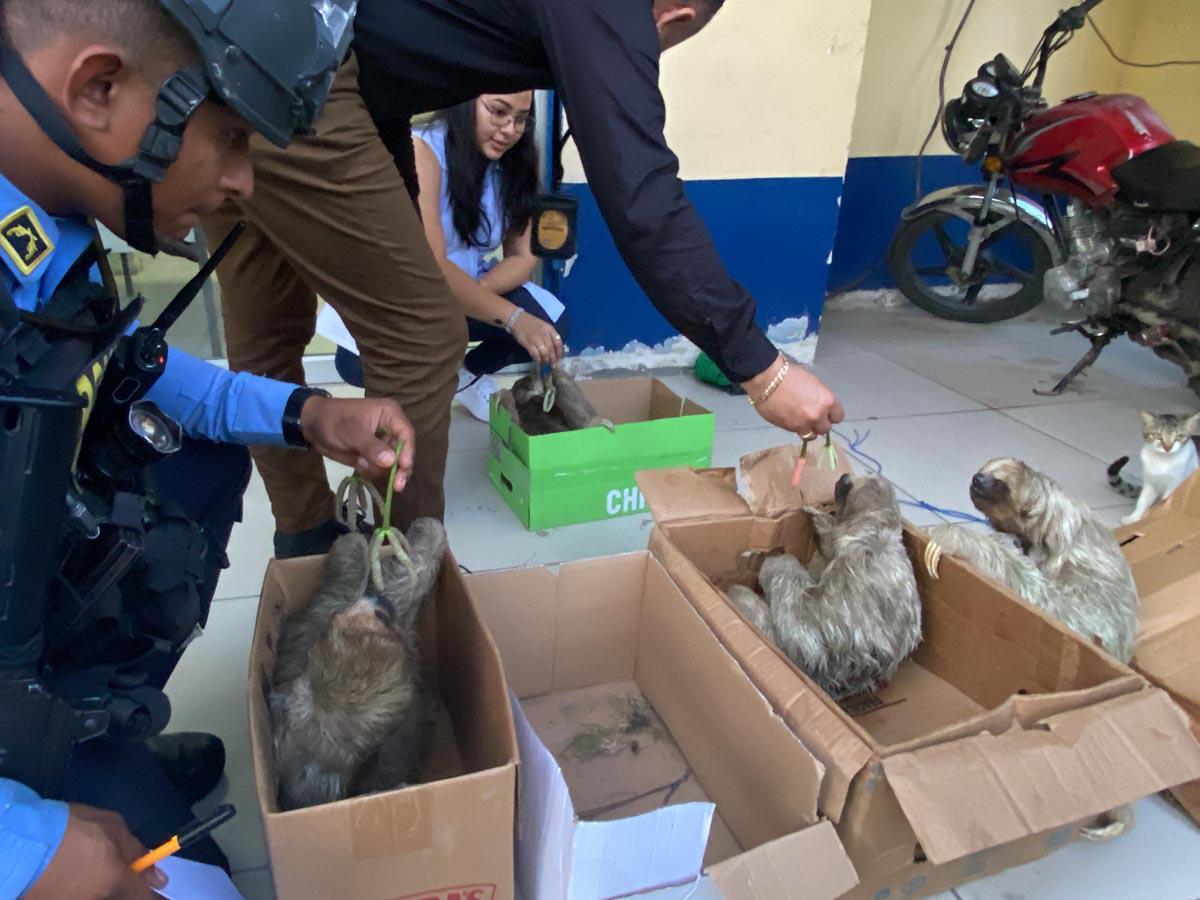 Los <b>osos perezosos </b>fueron rescatados.