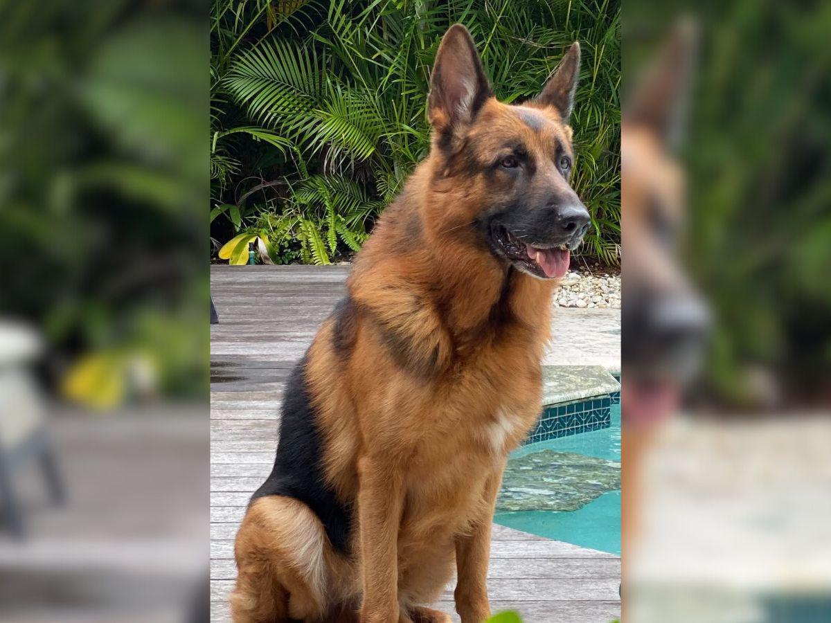 Protagonista de ‘Pedro, El Escamoso’, destrozado tras la muerte de su “hijo”