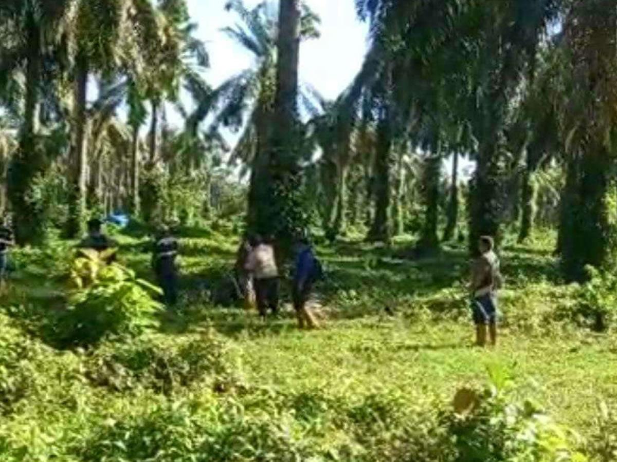 Empleados intentan recuperar fincas de palma de los invasores