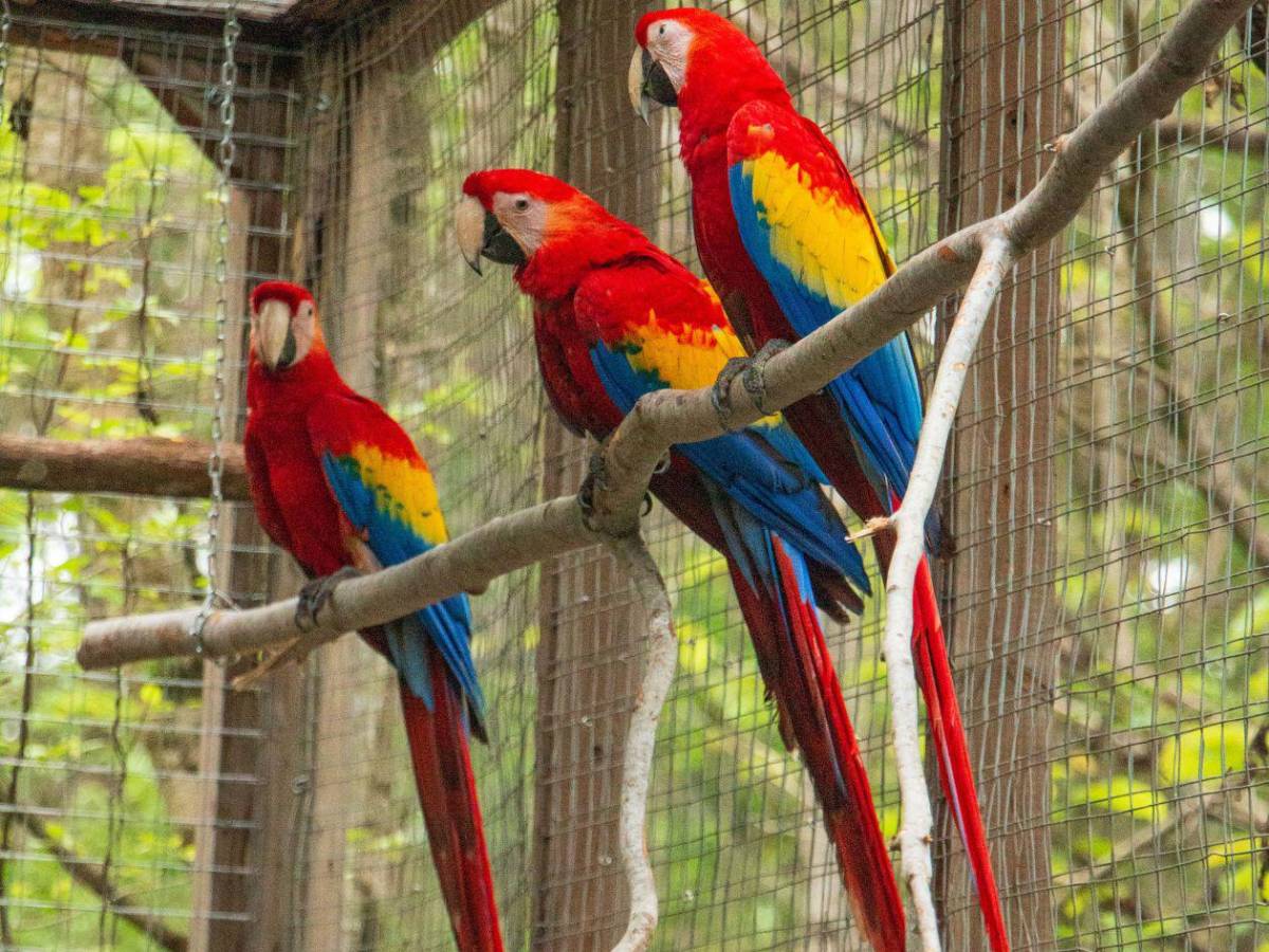 Dos eventos para conocer el sabor del bosque y el vuelo a la libertad en Copán e Intibucá