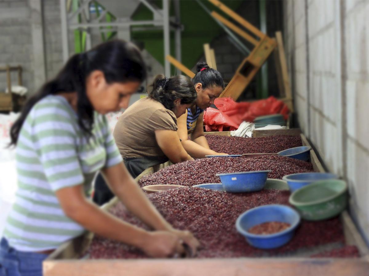 Gobierno aprueba L80 millones para proyecto ComRural II, destinado a impulsar el agro