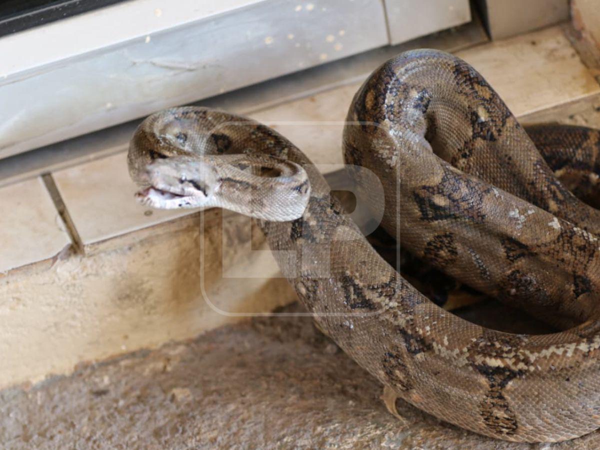 Boa hallada en la capital habría ingresado oculta en carro importado desde USA