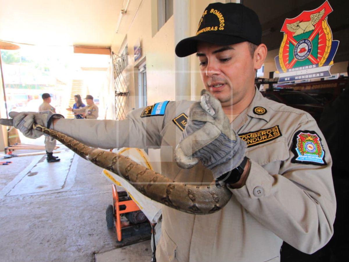 Boa hallada en la capital habría ingresado oculta en carro importado desde USA