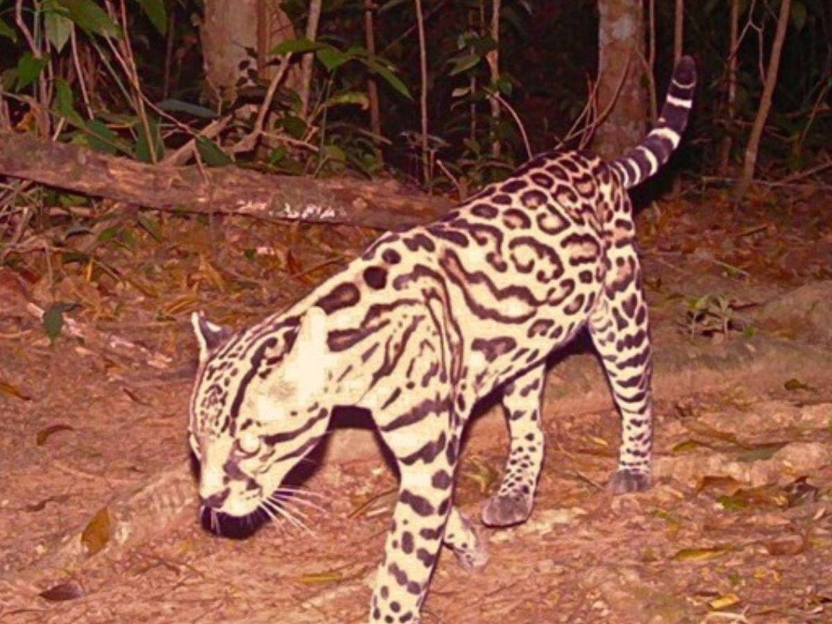 Los felinos y fauna silvestre más fotogénicos de Honduras