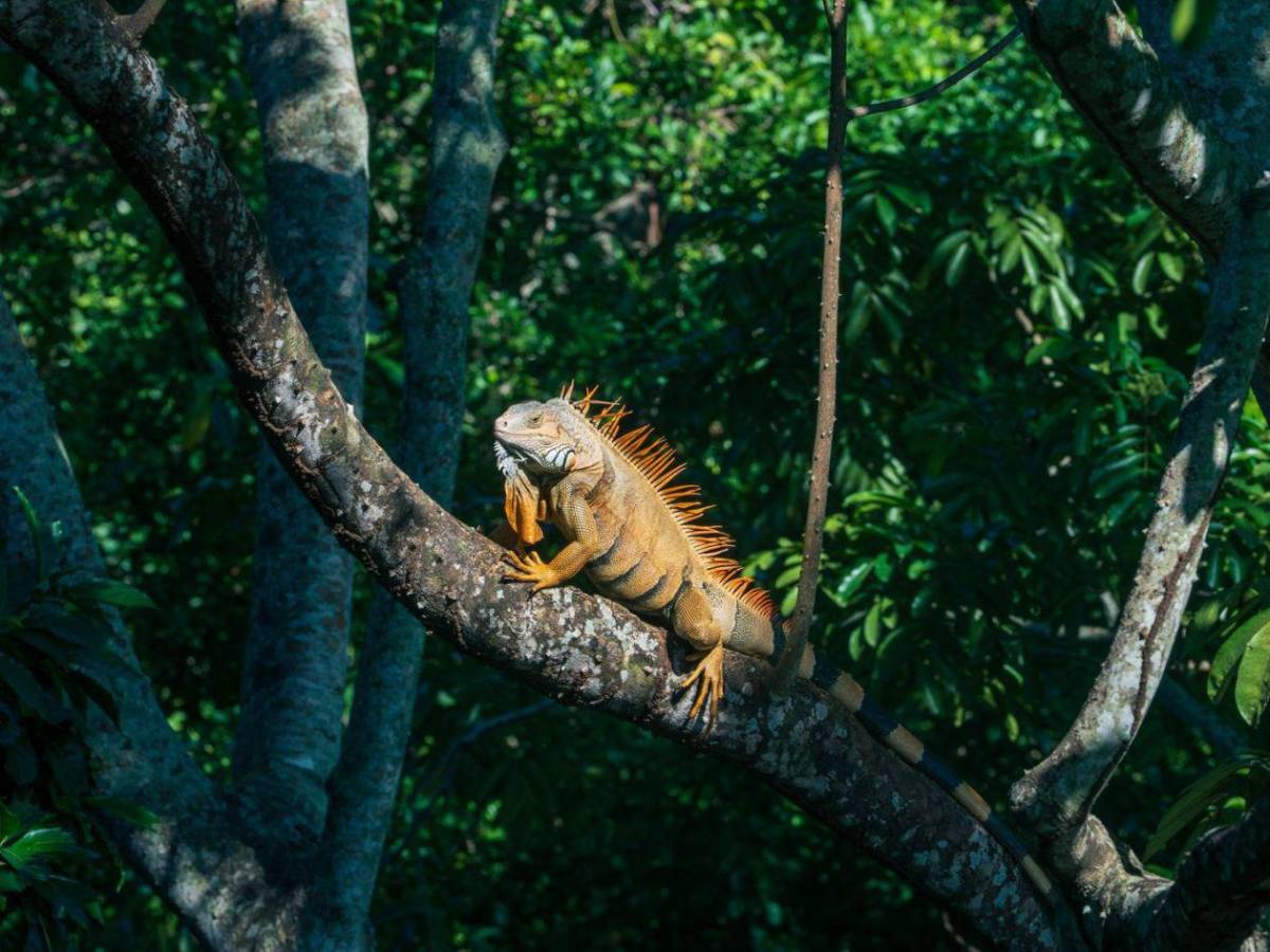 San Pedro Sula tiene su primera Reserva Natural Perpetua